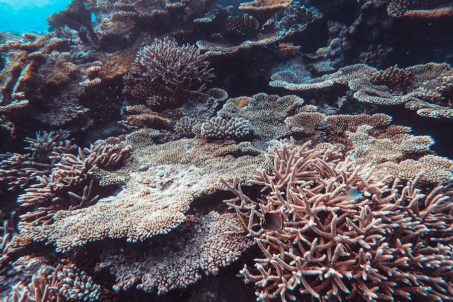 A luta contra o branqueamento de corais no Brasil