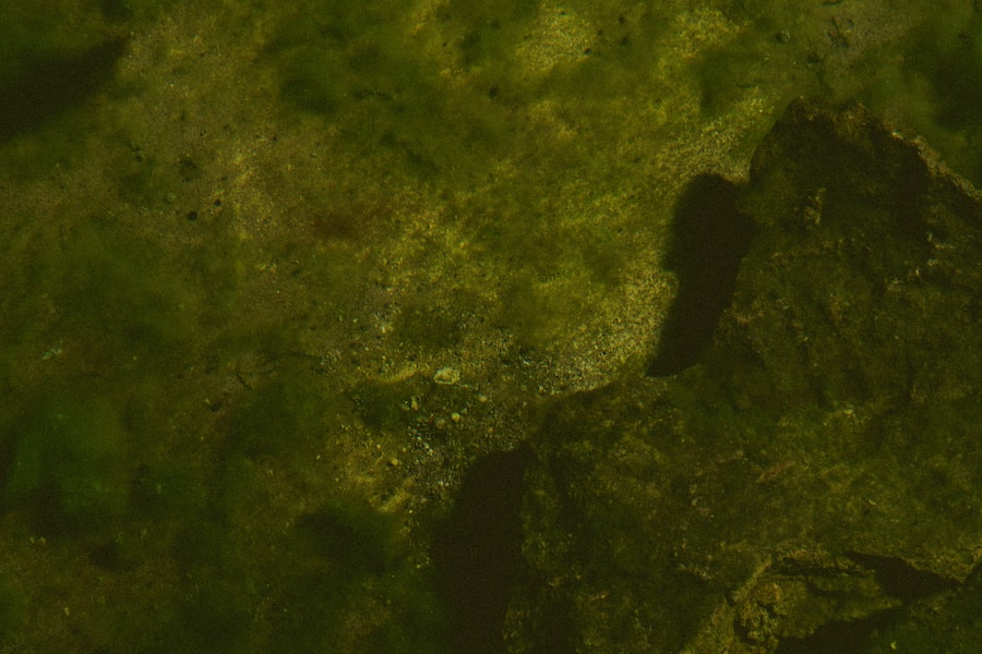 Não deixe as algas filamentosas dominarem seu lago ou piscina – saiba como eliminá-las
