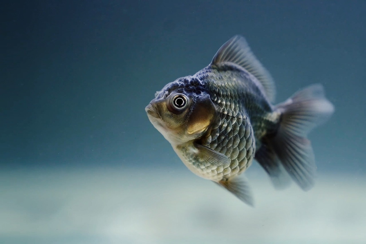 Os 10 melhores peixes para iniciantes em aquários