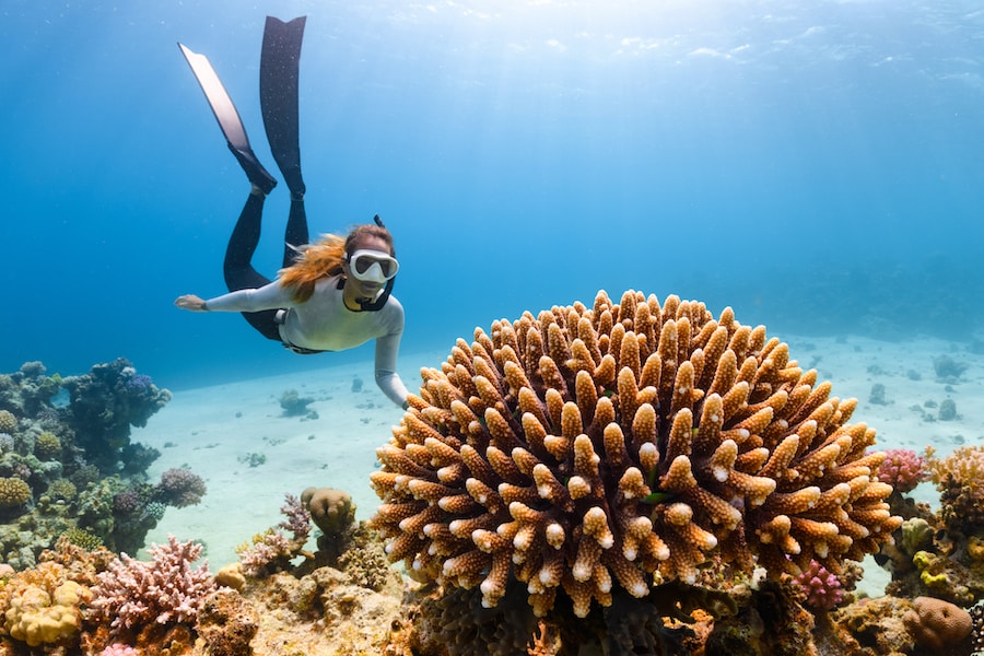 O aquecimento global está matando nossos recifes de coral: como podemos ajudar?