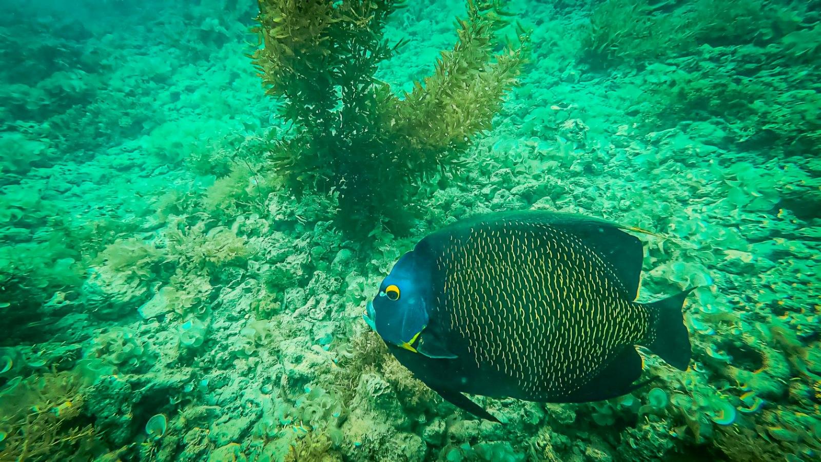 Benefícios dos corais ‌e anêmonas para o equilíbrio do aquário marinho